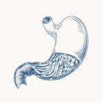 De maag: hoe maagzuur problemen kunnen leiden tot gezondheidsklachten